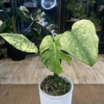 Monstera deliciosa Sphinx #1