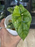 Alocasia Sinuata variegata #1 - obrazek 5