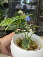 Alocasia Sinuata variegata #1 - obrazek 2