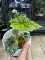 Alocasia Sinuata variegata #1