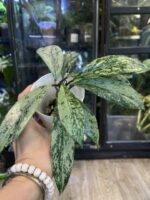 Hoya pubicalyx 'Pink Silver Ghost'  #7 - obrazek 2