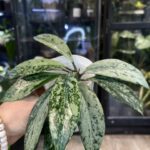 Hoya pubicalyx 'Pink Silver Ghost'  #7