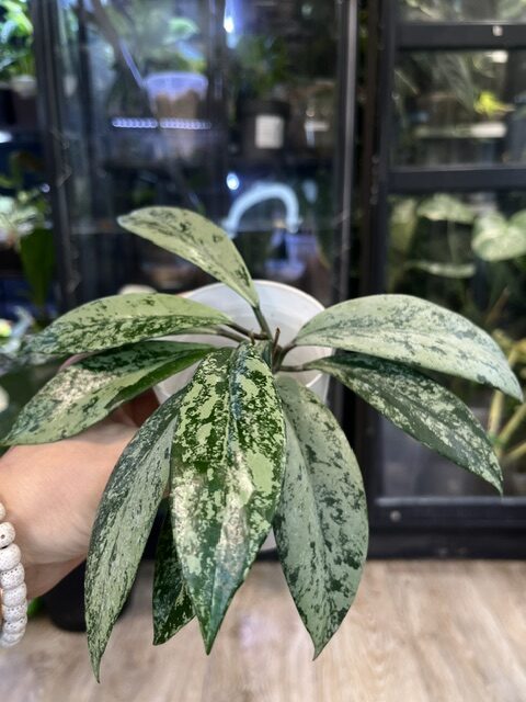 IMG_6394 Hoya pubicalyx 'Pink Silver Ghost' #7 - obrazek 1