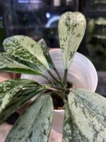 Hoya pubicalyx 'Pink Silver Ghost'  #7 - obrazek 3