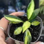 Hoya lacunosa Souma