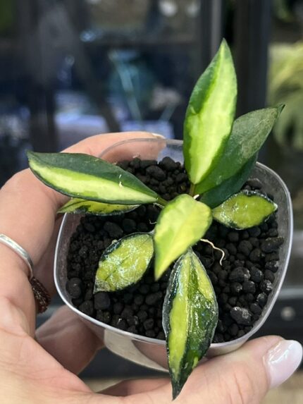 Hoya lacunosa Souma