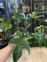 Philodendron Florida Variegata / mutacja #2 - obrazek 2