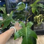 Philodendron Florida Variegata / mutacja #2