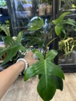 Philodendron Florida Variegata / mutacja #2