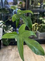 Philodendron Florida Variegata / mutacja #2 - obrazek 5