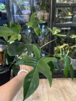Philodendron Florida Variegata / mutacja #2 - obrazek 4