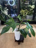 Philodendron Florida Variegata / mutacja #2 - obrazek 3
