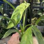 Epipremnum giganteum mint