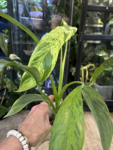 Epipremnum giganteum mint
