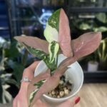 Syngonium red spot tricolor