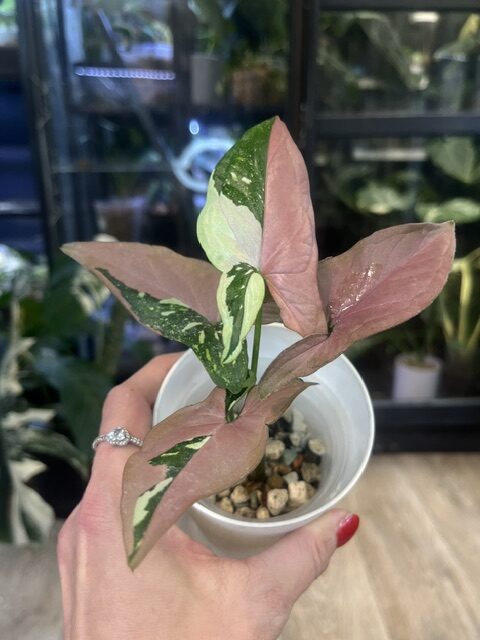 Syngonium red spot tricolor Syngonium red spot tricolor