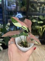 Syngonium Red Spot Tricolor #1 - obrazek 2