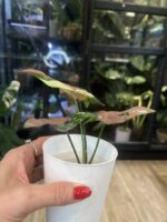 Syngonium Red Spot Tricolor #1 - obrazek 3