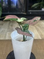 Syngonium Red Spot Tricolor #1 - obrazek 4