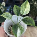 Scindapsus hederaceous blue albo marble