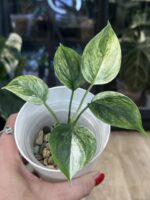 Scindapsus hederaceous blue albo marble