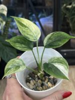 Scindapsus hederaceous blue albo marble #3 - obrazek 3