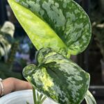 Scindapsus andalas