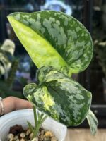 Scindapsus andalas