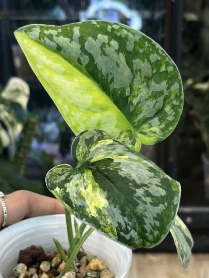 Scindapsus andalas