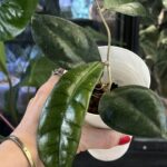 Hoya calistophylla Vena