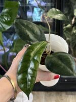 Hoya calistophylla Vena