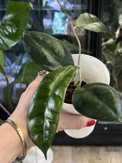 Hoya calistophylla Vena