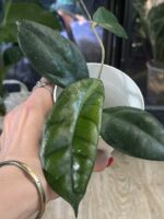 Hoya callistophylla Vena /egzotyczna piękność o niezwykłym unerwieniu liści #3 - obrazek 4