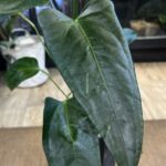 Anthurium Portillae