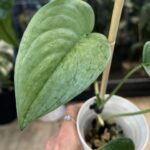 Scindapsus Silver Hero