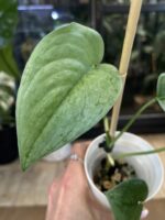 Scindapsus Silver Hero