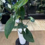 Syngonium Yellow variegata #6