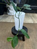 Epipremnum pinnatum cream mint variegata #2 - obrazek 4