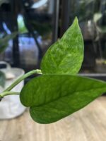 Epipremnum pinnatum cream mint variegata #2 - obrazek 3