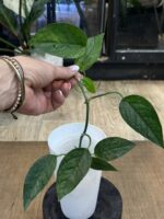 Epipremnum pinnatum cream mint variegata #2 - obrazek 2