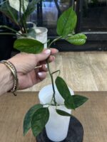 Epipremnum pinnatum cream mint variegata