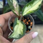 Hoya carnosa Rubra 'Krimson Princess'