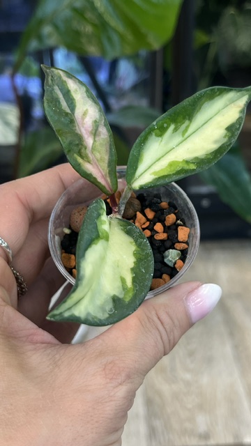 Hoya carnosa Rubra 'Krimson Princess'