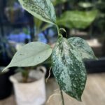 Hoya coriacea silver