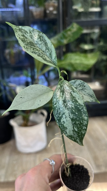 Hoya coriacea silver