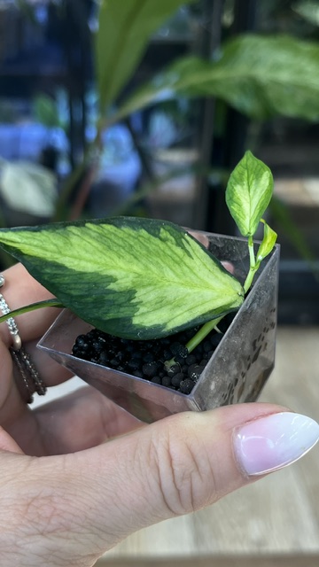 Hoya polyneura inner variegata, liście w kształcie ogona ryby z kremowym środkiem, rzadka woskownica kolekcjonerska, jasna variegacja inner, ozdobne pnącze domowe, Variegarden.