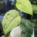Scindapsus jade satin marble variegata