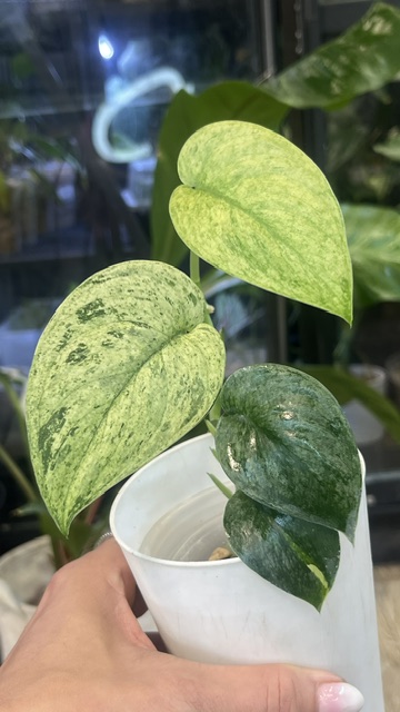 Scindapsus jade satin marble variegata
