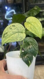 Scindapsus jade satin marble #1 - obrazek 2
