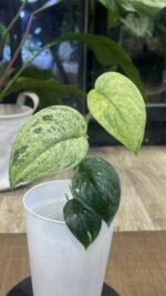 Scindapsus jade satin marble #1 - obrazek 3